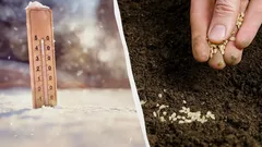 Já em maio terá a horta cheia: jardineiro explica o que deve semear em fevereiro